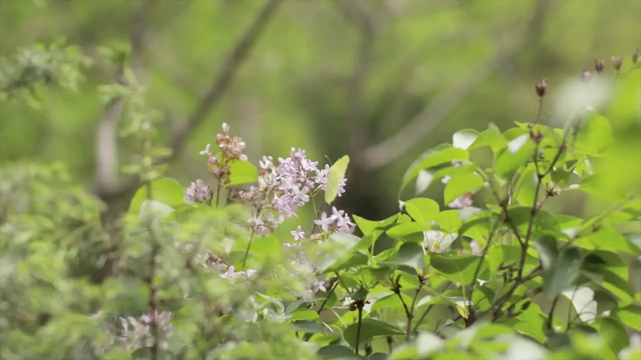 Butterfly flying from one flower to other