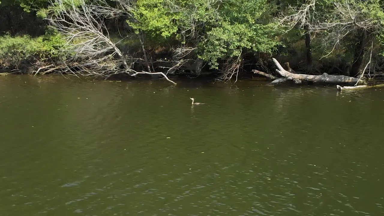 Aerial shot of duck taking off from the river in Ropotamo river Bulgaria