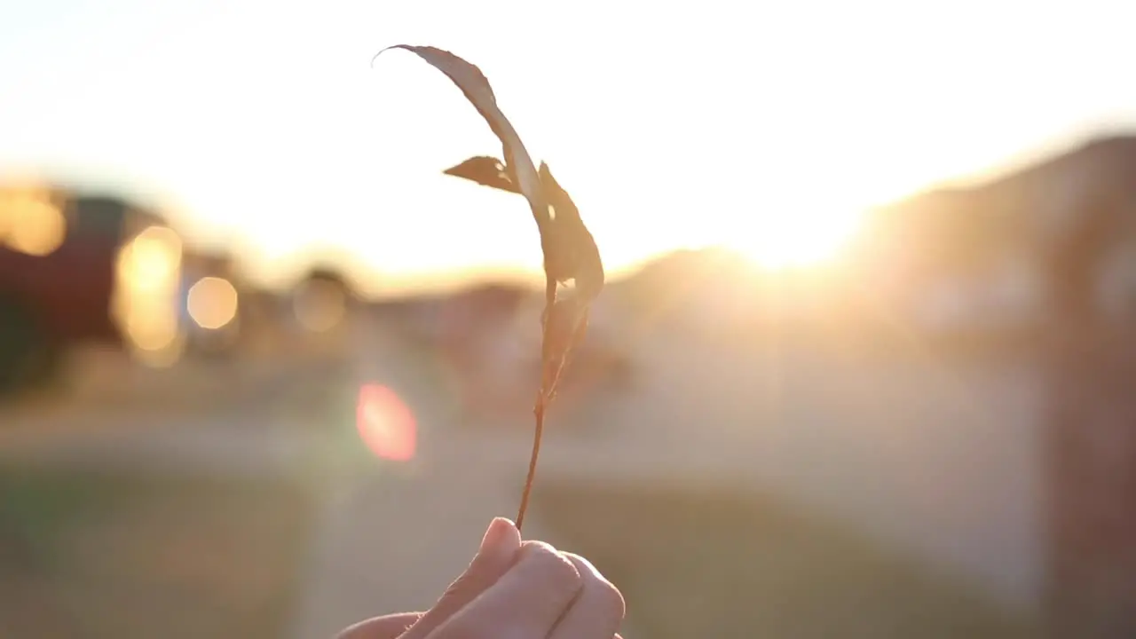 Twirling a leaf at sunset in neighborhood with lens flare late afternoon nature b roll