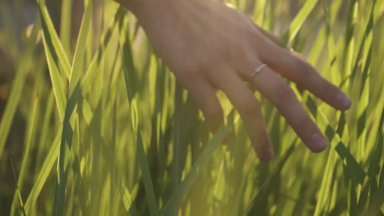 Girl hand through green grass at meadow under sunbeams in slow motion