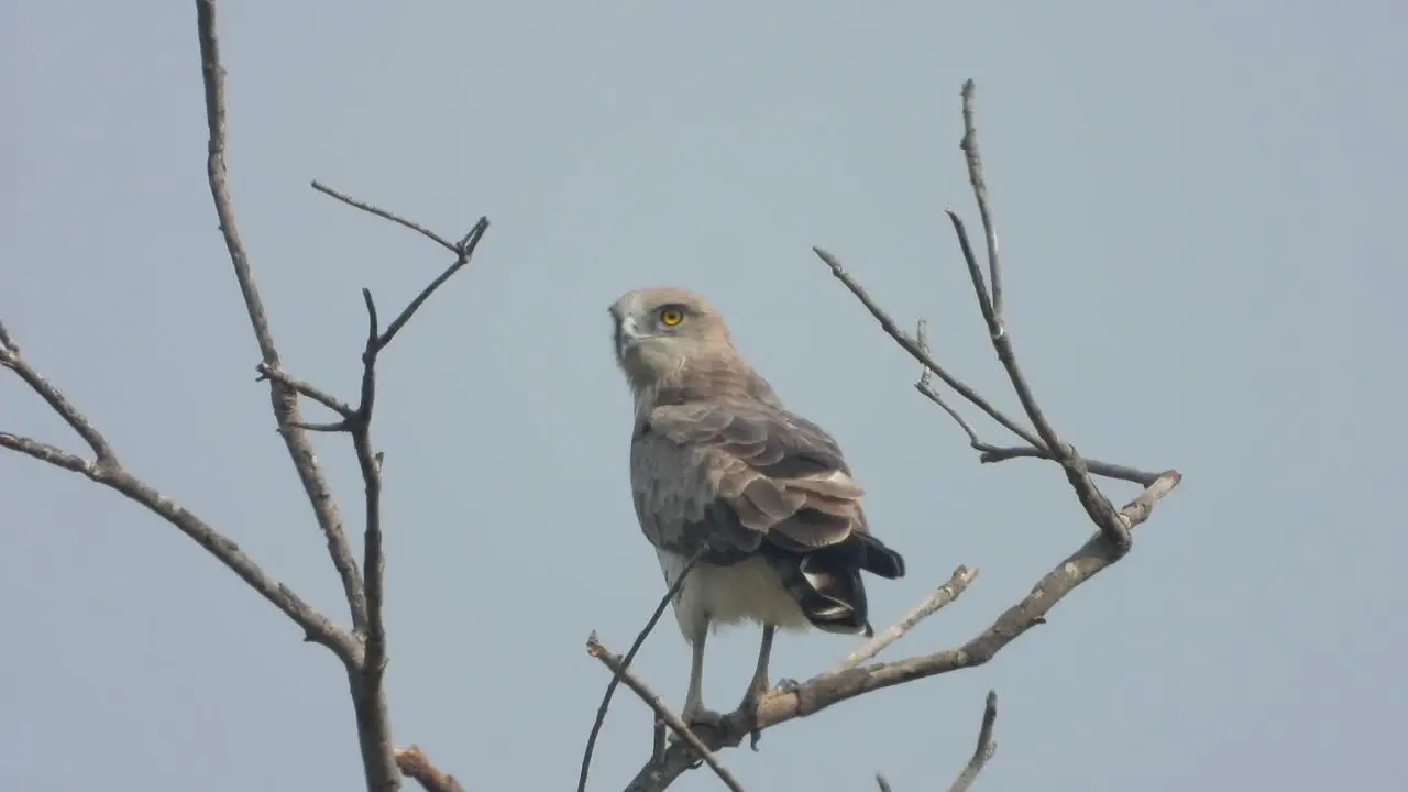 Eagle waiting for food Hunt 