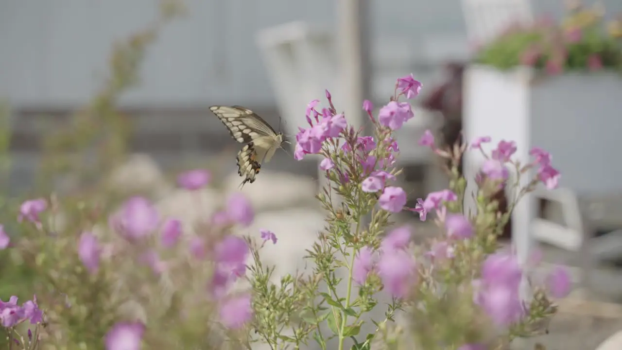 Slow motion butterfly feeding on nectar of pink flowers then flying away