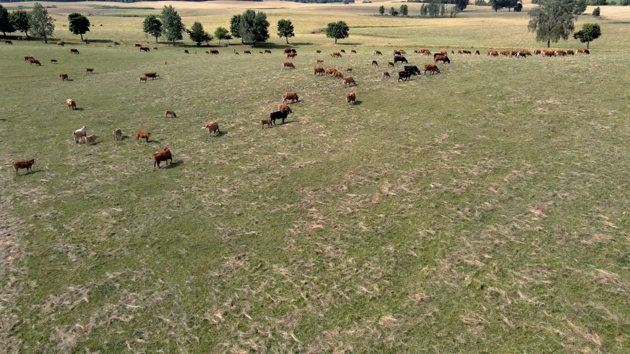 Aerial view of a big herd of cows on a big farm field