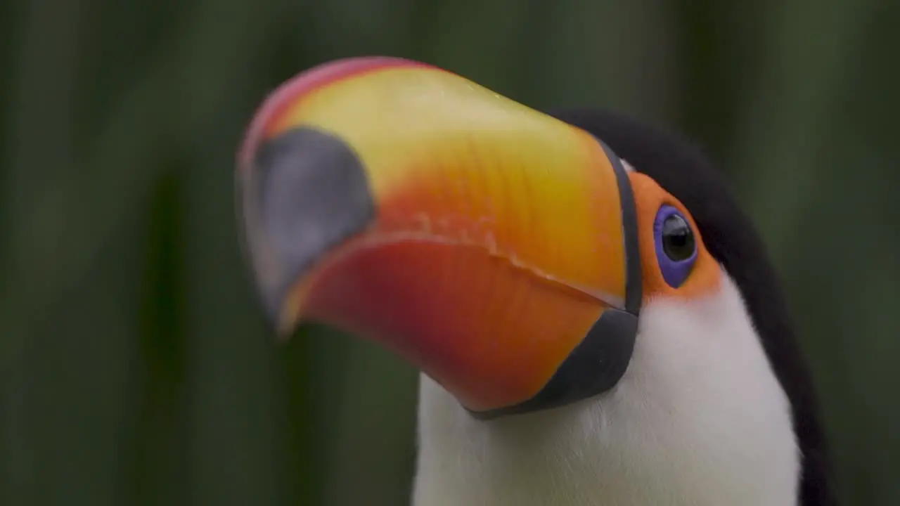 Slow motion video focusing on the eyes of a beautiful Giant Toucan or Ramphastos toco in a green and tropical environment of Iguazu Argentina