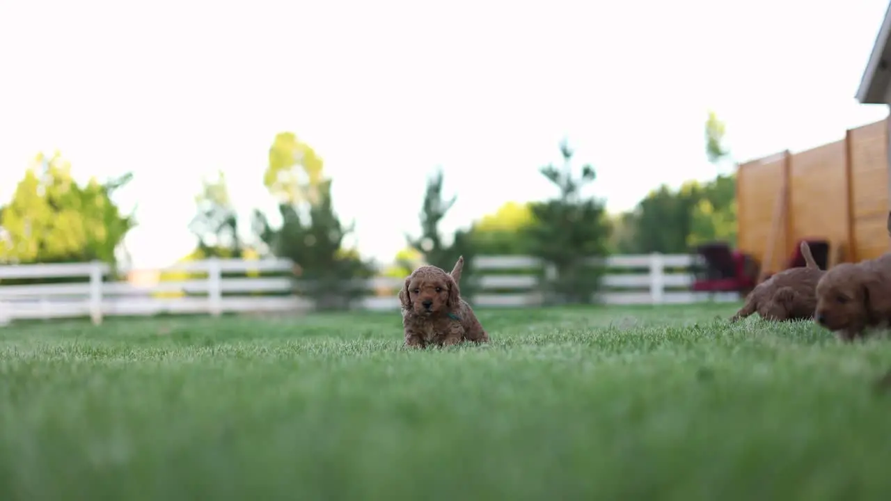 Cute scene of newborn dog babies on grassy area