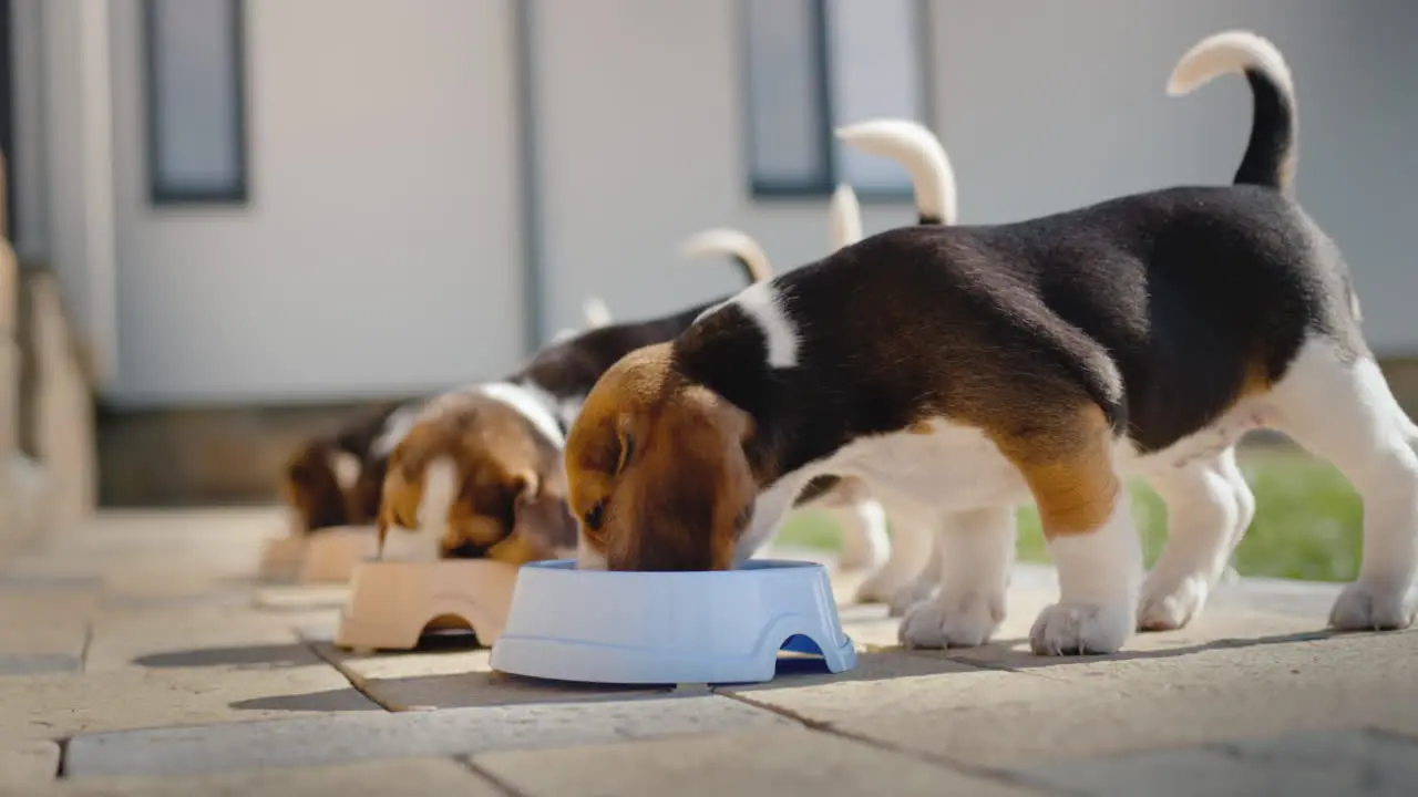 Several beagle puppies eat food from bowls near their house with appetite