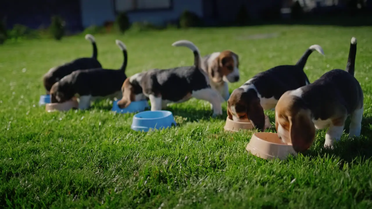 A group of beagle puppies eat food from personal bowls On a well-groomed green lawn near the house