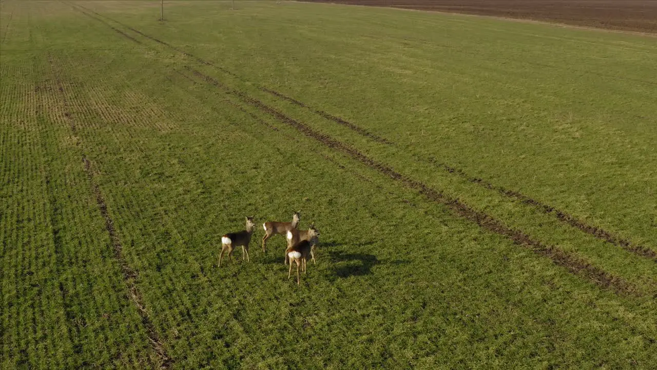 Roe deer walking on agricultural field