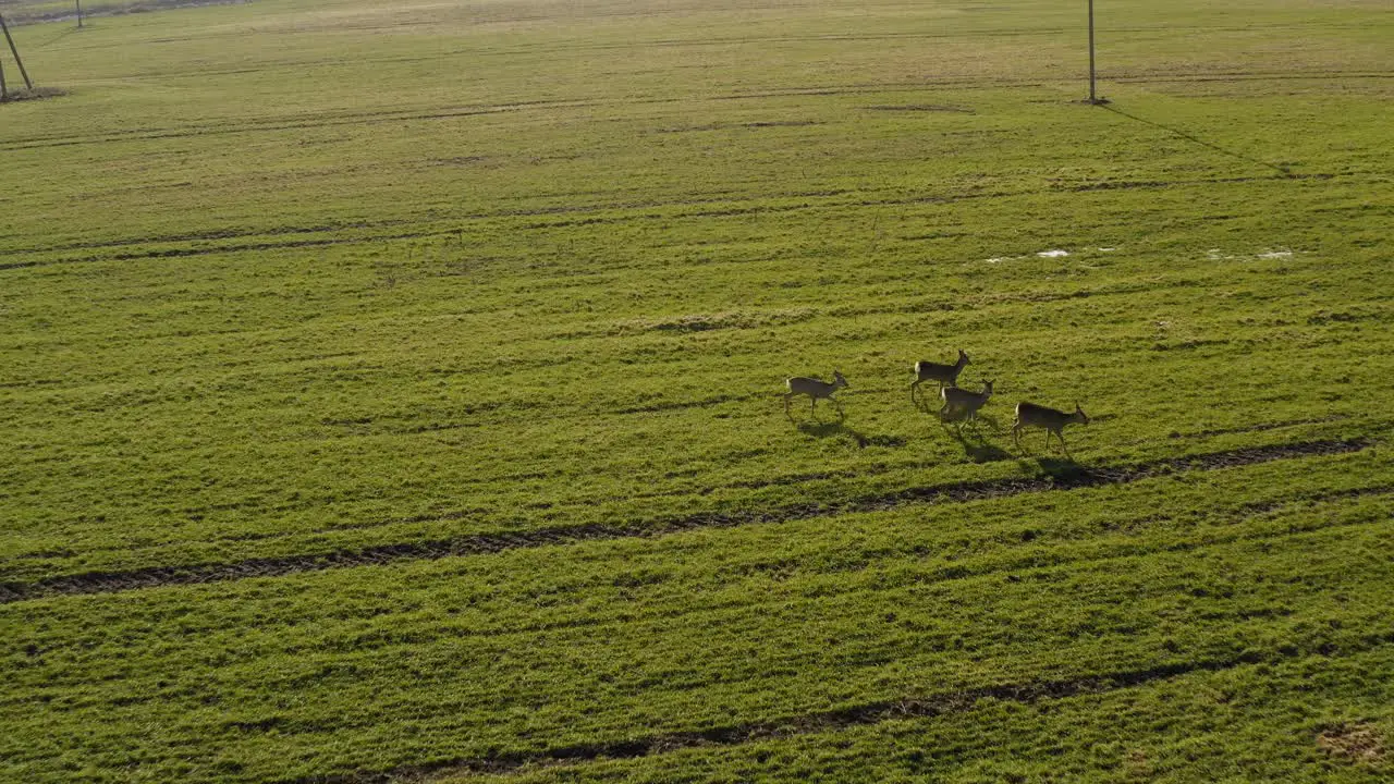 Roe deer walking on green agricultural field flying backwards