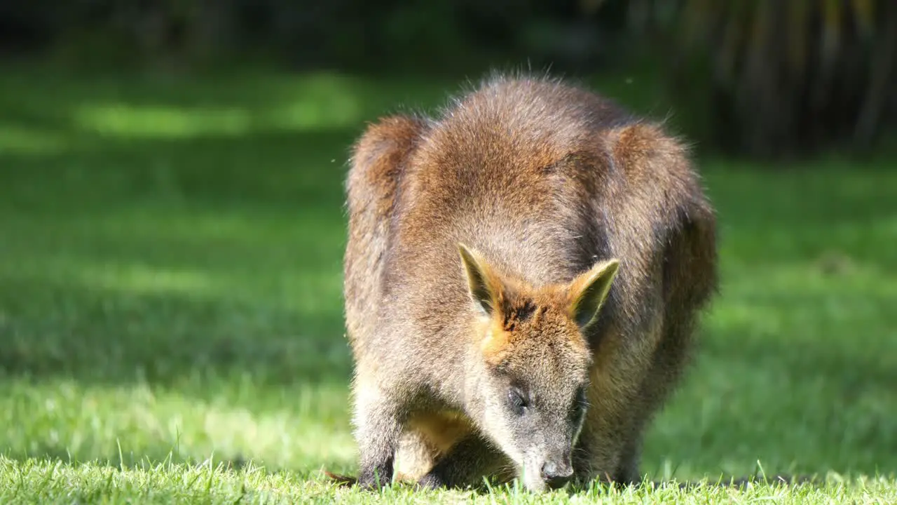 Front Portrait Of An Adult Wallaby Grazing On Grass