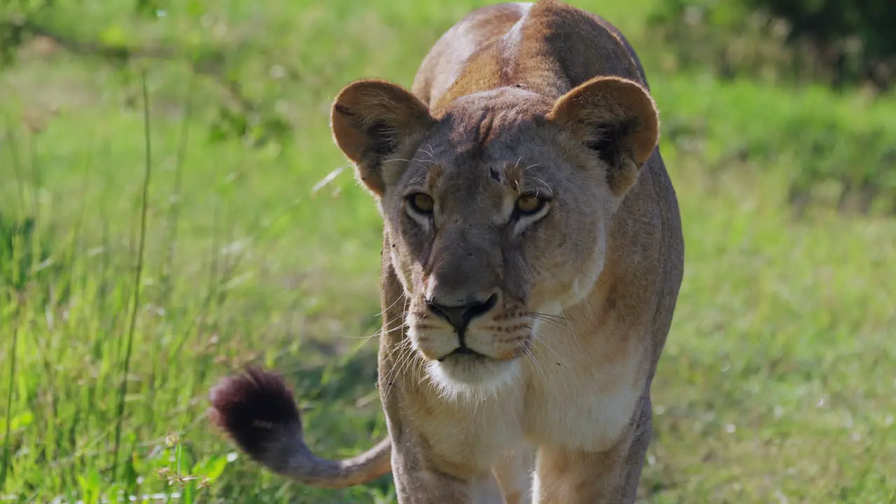 Lioness Stalking In The Savannah Of Khwai In Botswana