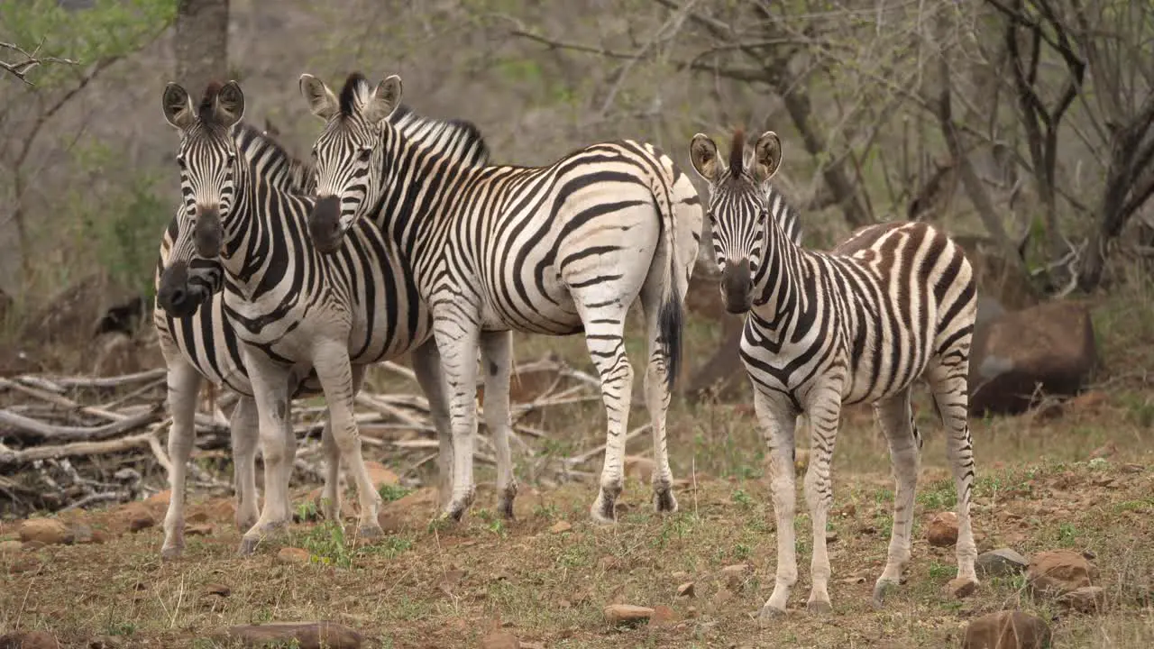 A herd of zebra standing still and looking at the camera