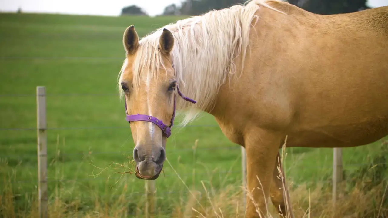 Hungry farm horse eating dry grass slow motion