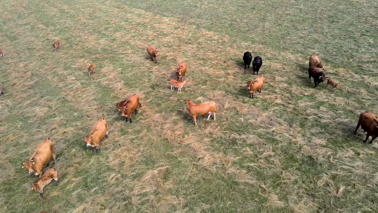 Aerial close view of a herd of cows on a green meadow