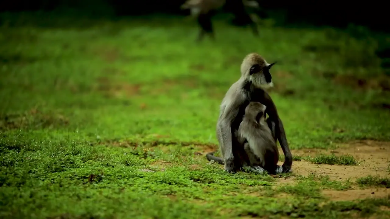 Monkey mom taking care of her baby monkey video south asia wildlife nature close up