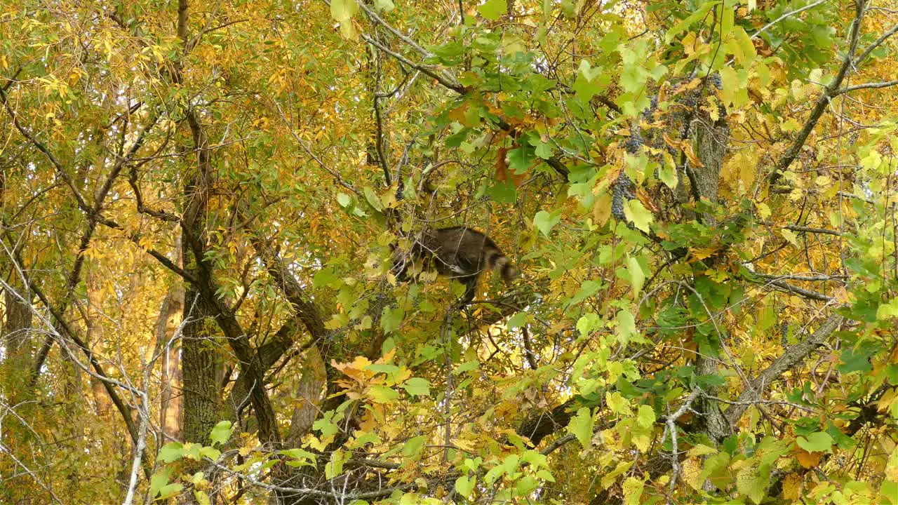 Wild raccoon resting on a high tree branch hidden between autumn leaves