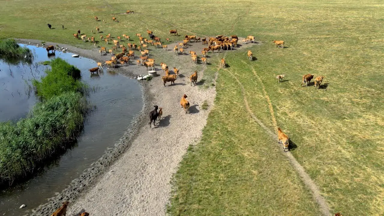 Aerial view of a big herd of cows drinking water from the pond