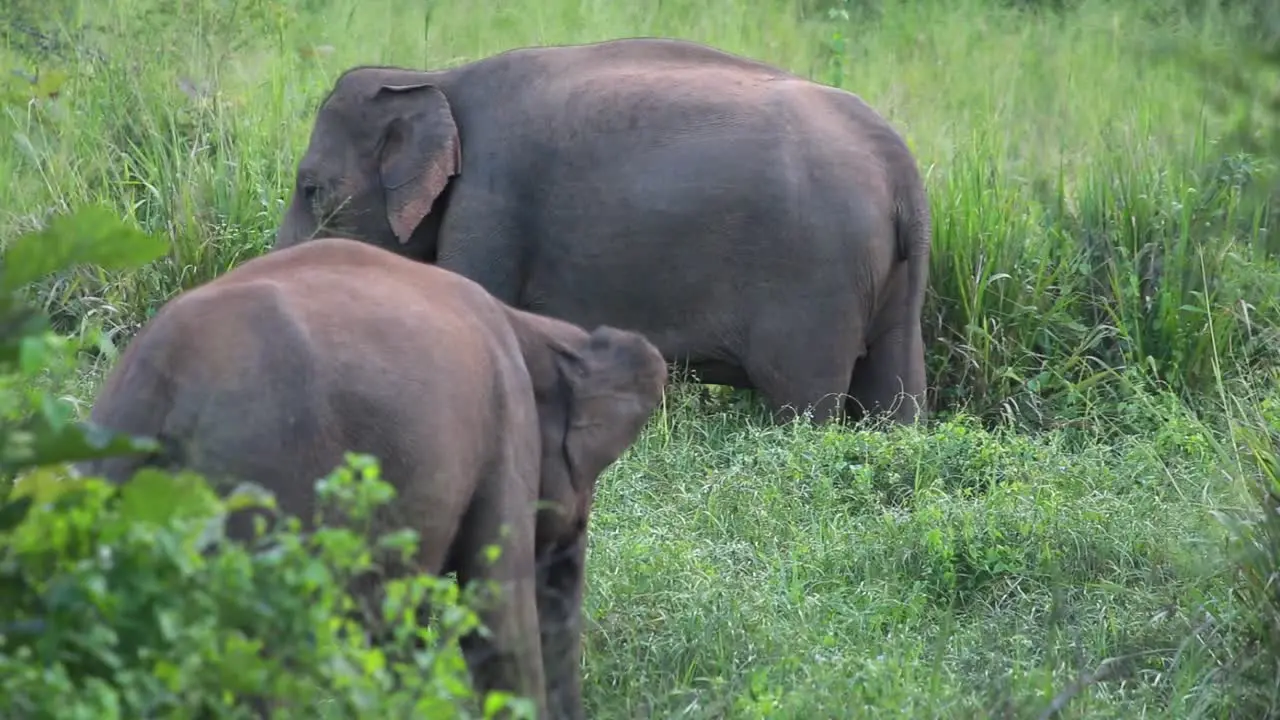 Two large elephants stand together eating grass in a grassy wetland