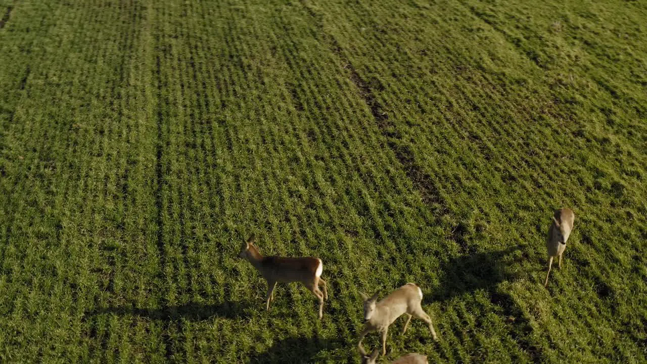 Roe deer standing on green agricultural field