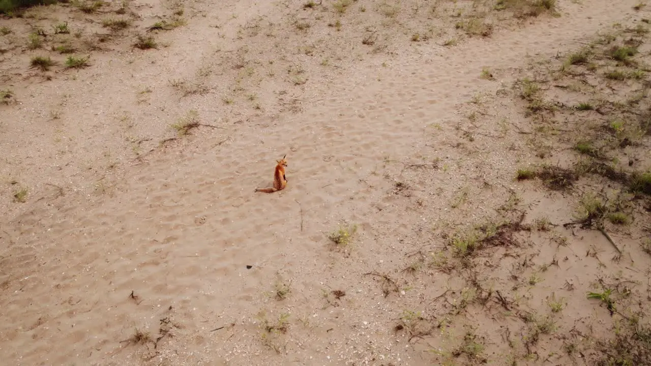 Fox sitting on sand in dunes at the beach from an aerial view