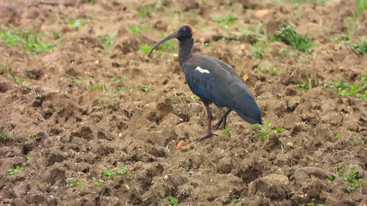 Ibis finding food in ground