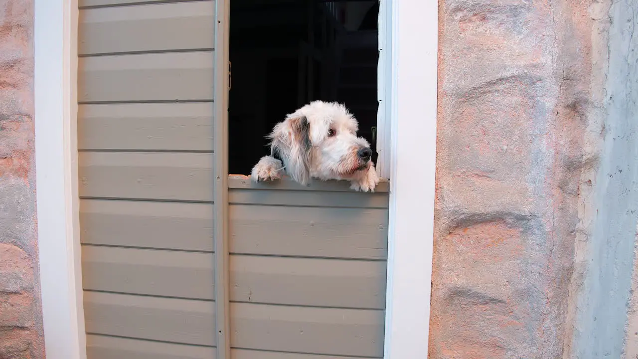 A Sheep Dog making friends from his house