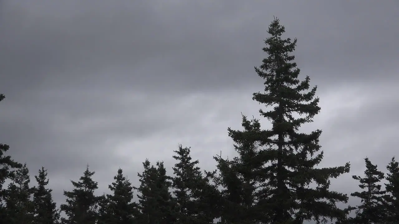 Canada Forest Under Cloudy Sky