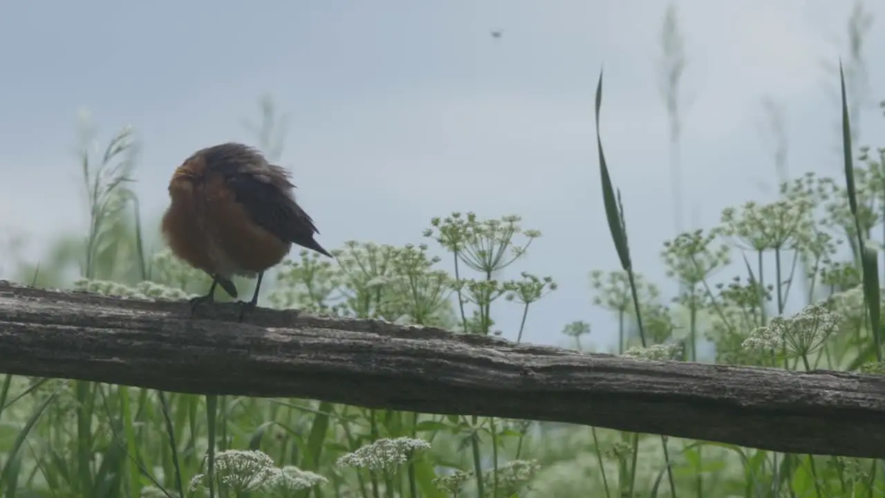 American Robin perched on tree branch scratching body on summer day