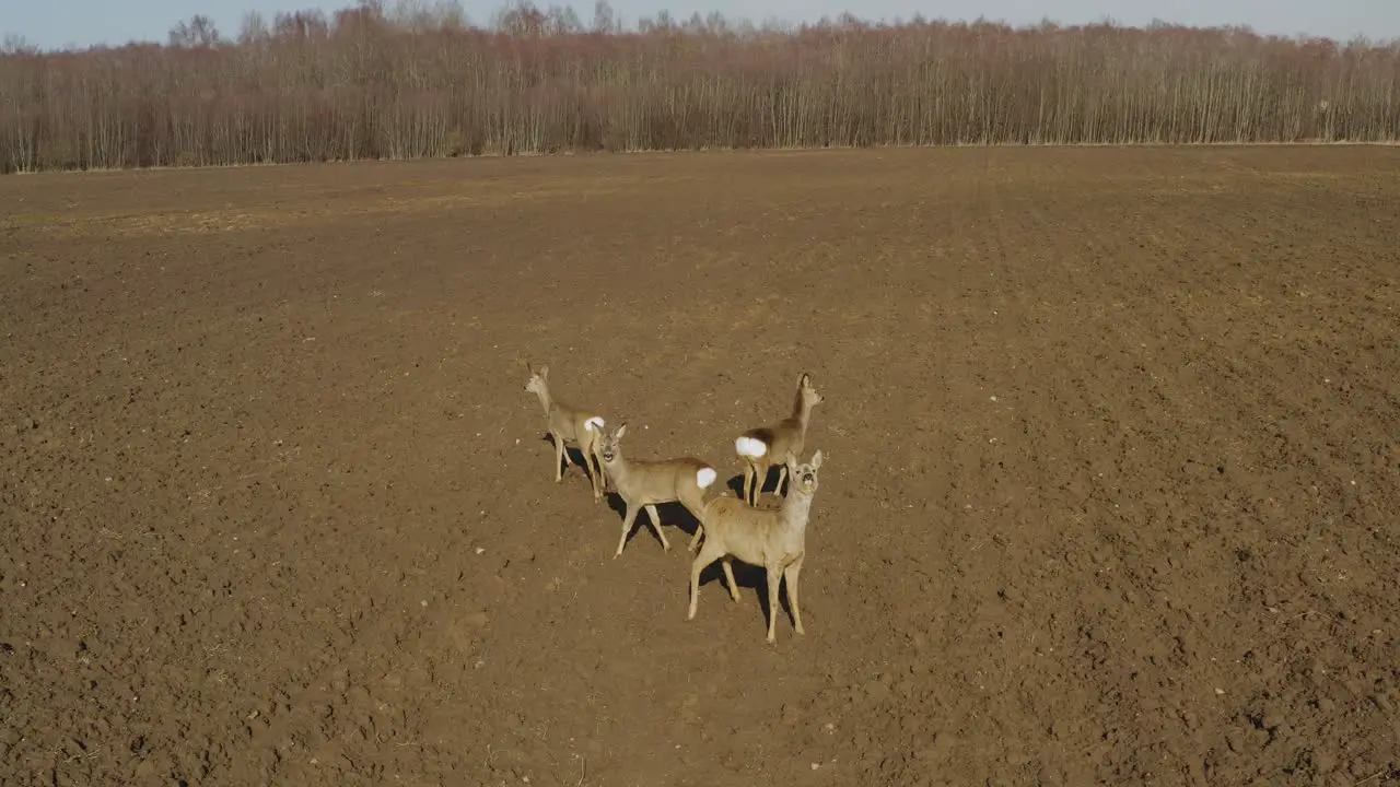 Roe deer standing on agrivultural field