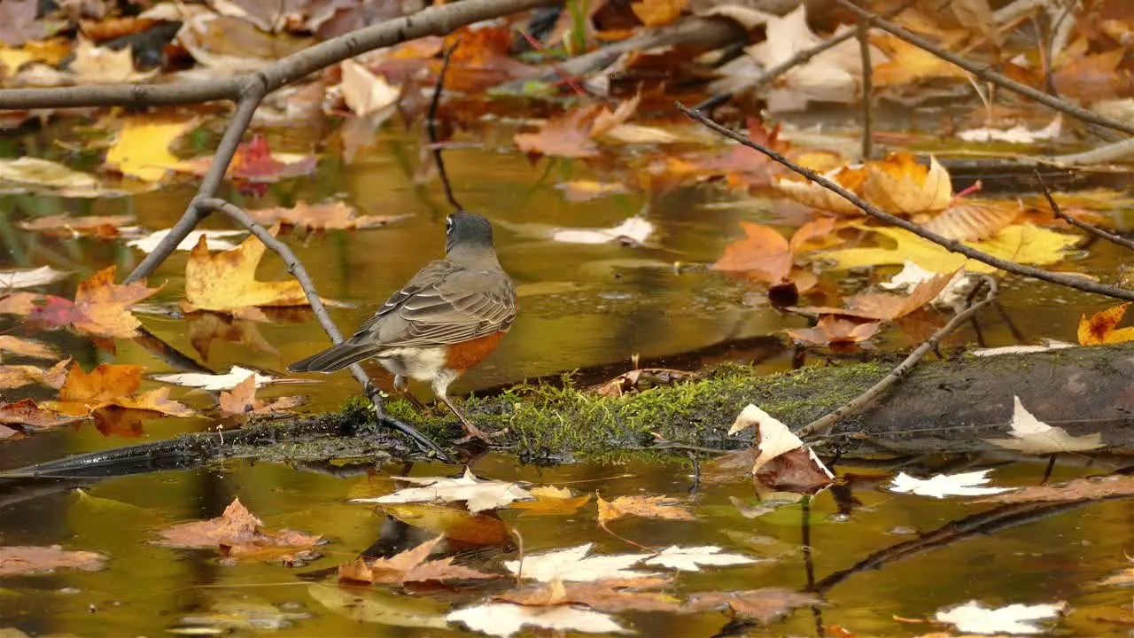 American robin hunting for food in tree trunk on pond full of fallen autumn leaves