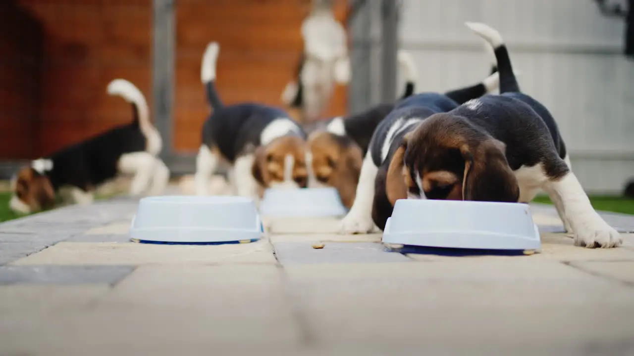 Six little beagle puppies eating food from bowls in the background in the aviary their mother dog