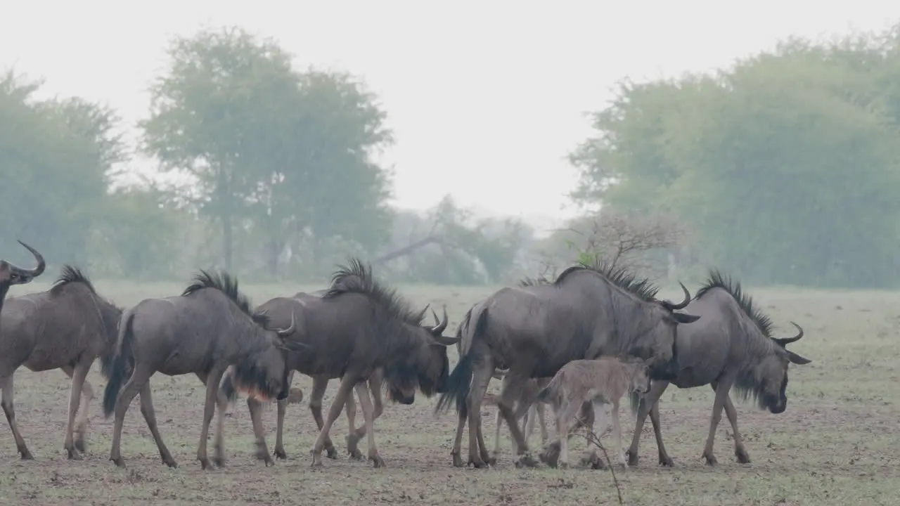 Wildebeest Walking On The Plain Field In Savannah Botswana On A Rainy Day Medium Shot