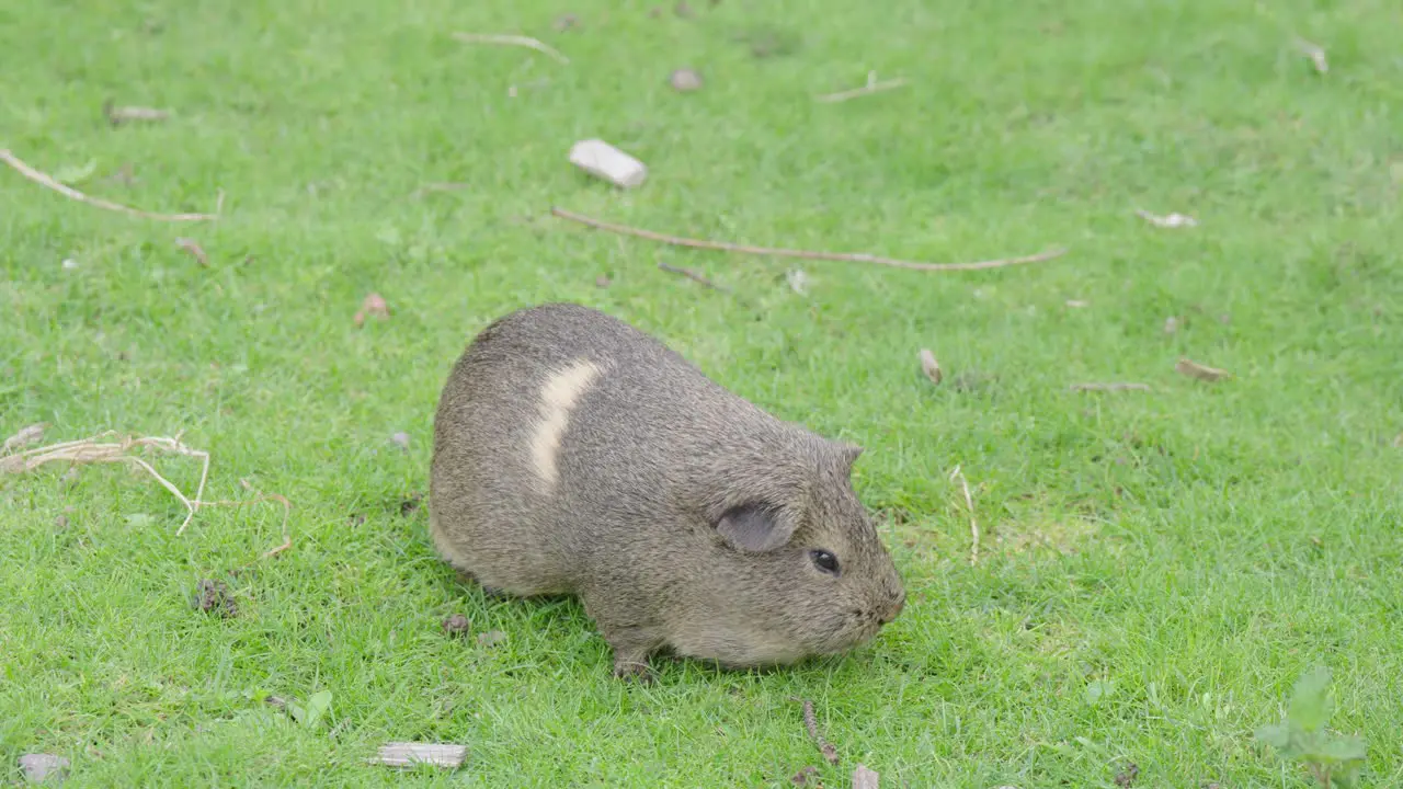 A lone Guinea Pig eating grass and preening itself