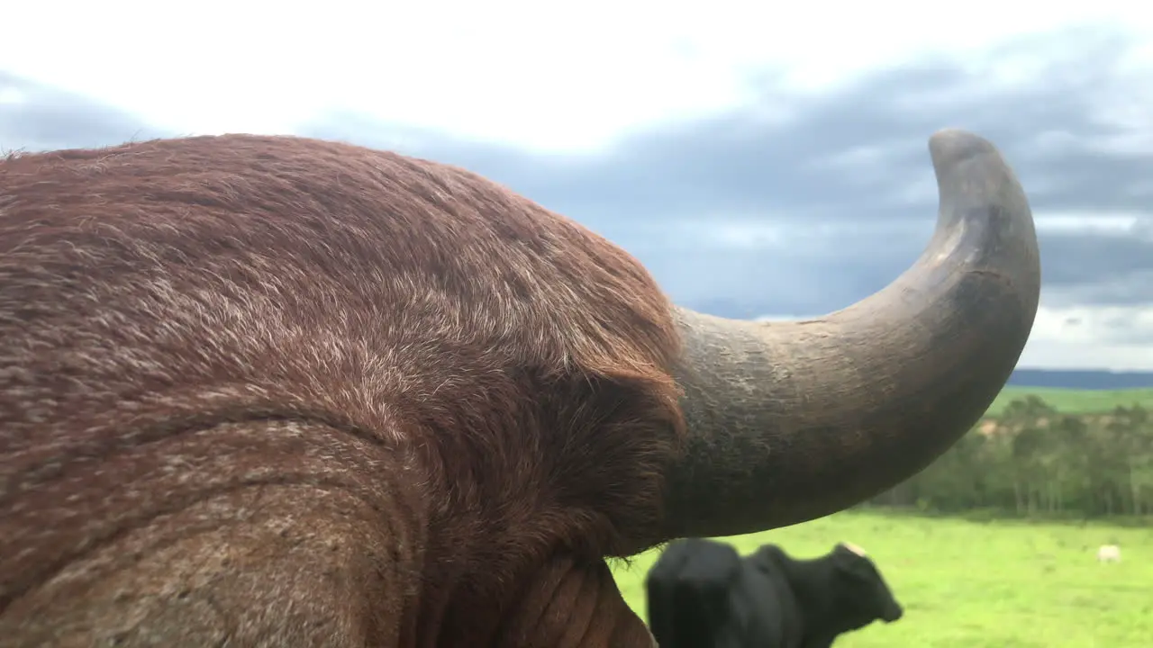 Male cattle bull horn closeup grass field and sky on the background