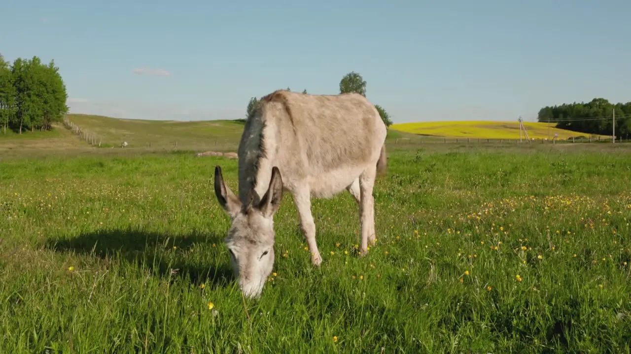 Grey donkey grazing in grass field