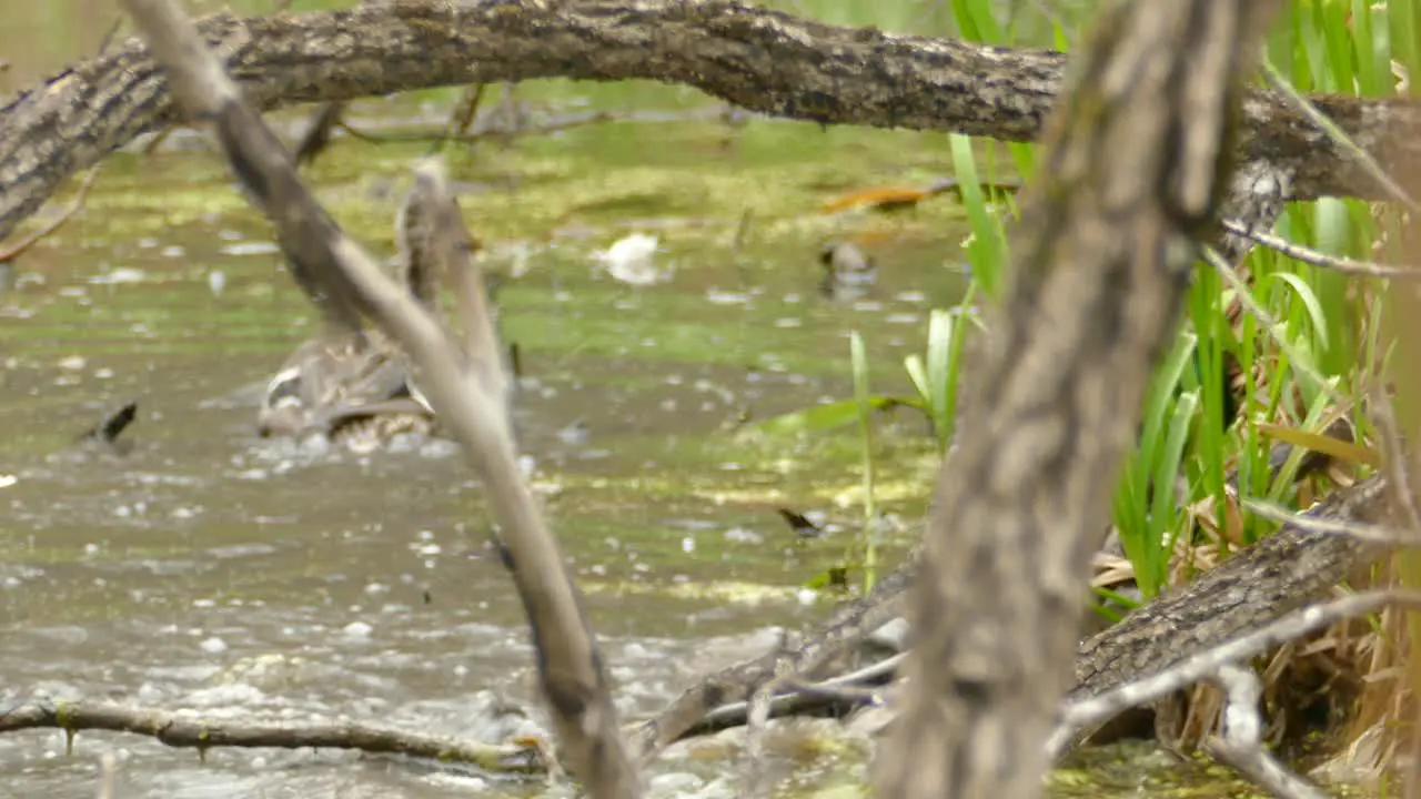 ducks fighting and playing around in a dirty brown pond in nature