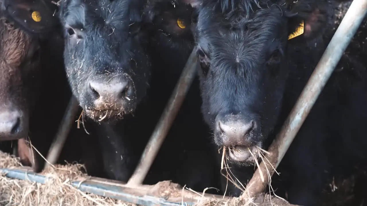 Close up of three young cows eating on a livestock farm