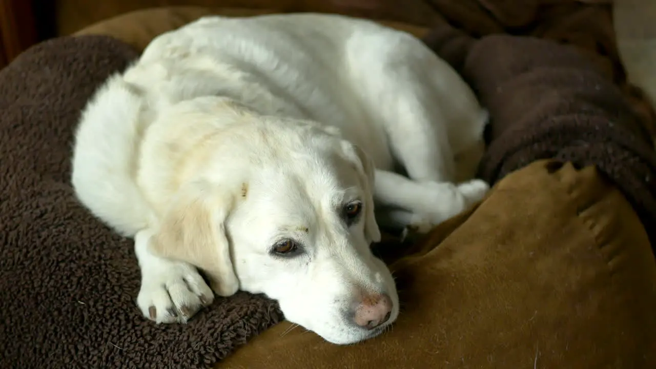 A big white labrador lays sleeping on her dog bed on a rainy day and looks playfully at the camera