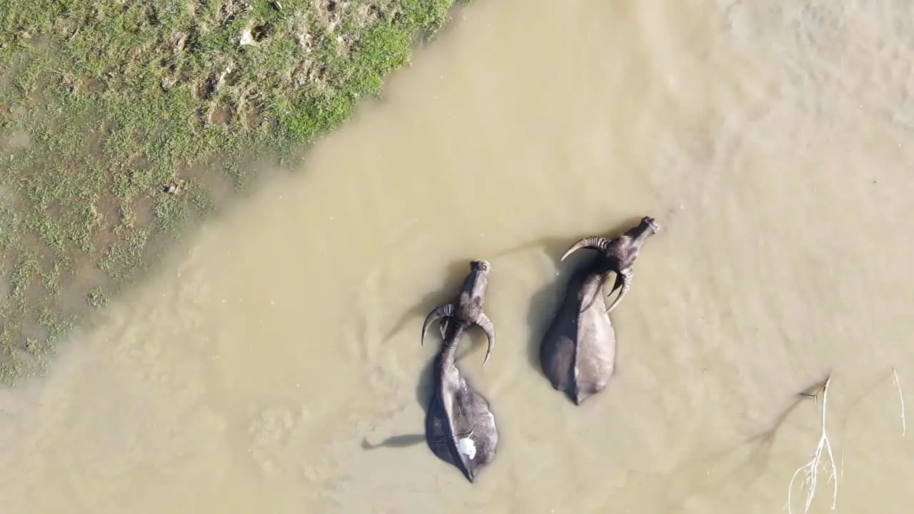 Aerial view of buffalo herd wading in cool muddy water to escape the heat Bangladesh