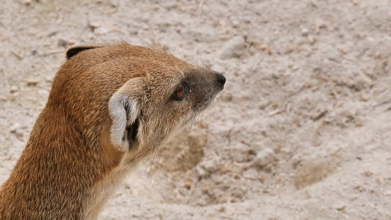 Cute Mongoose Fox checking the area and looking for food close up