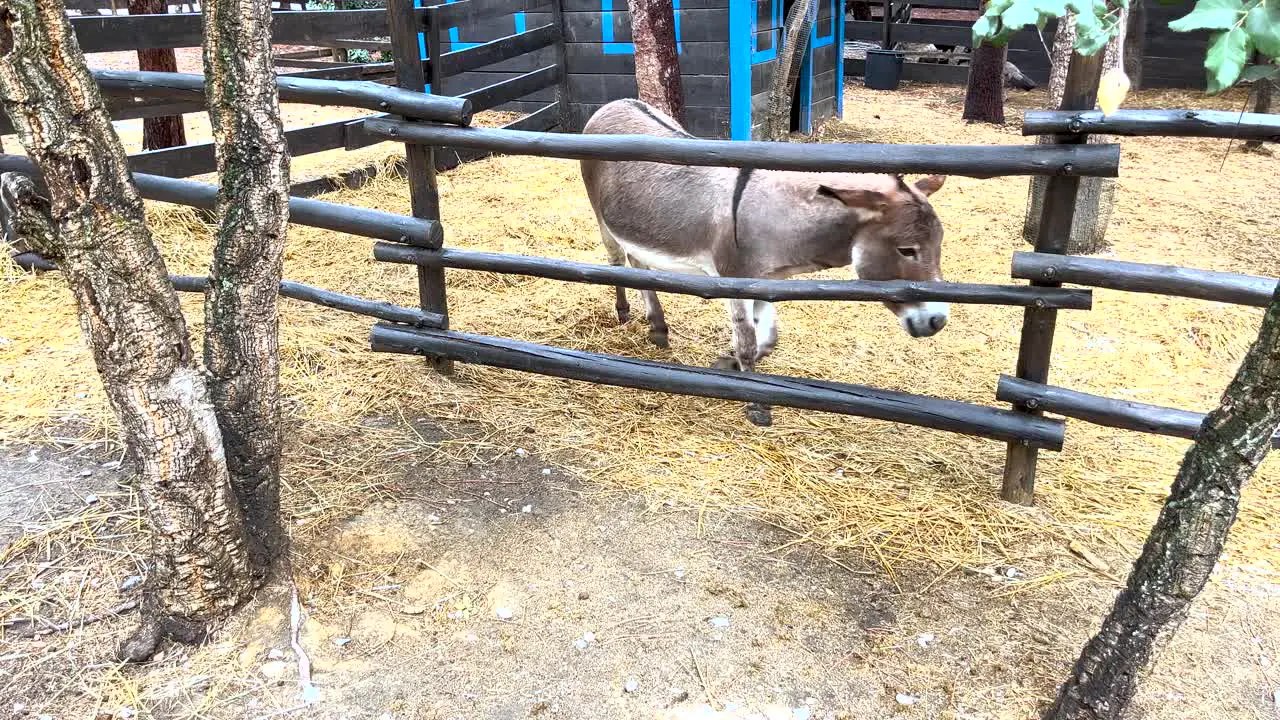 Donkey in a Pen with Rustic Fencing in Portugal