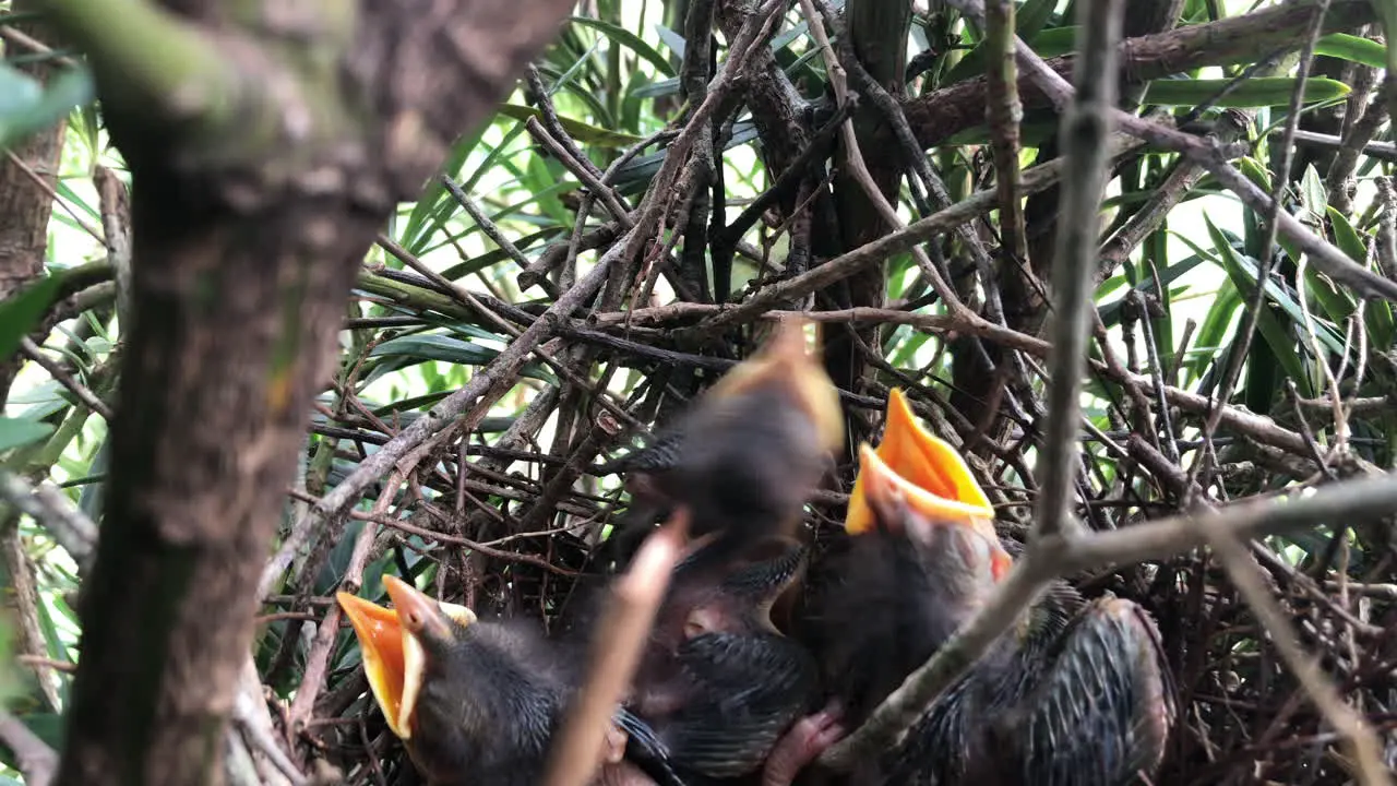 Young bird chicks with closed eyes rest in nest inside tree