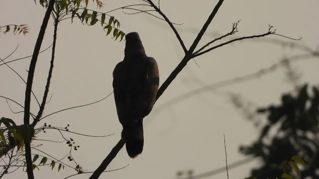 Beautiful Eagle in tree waiting for pry