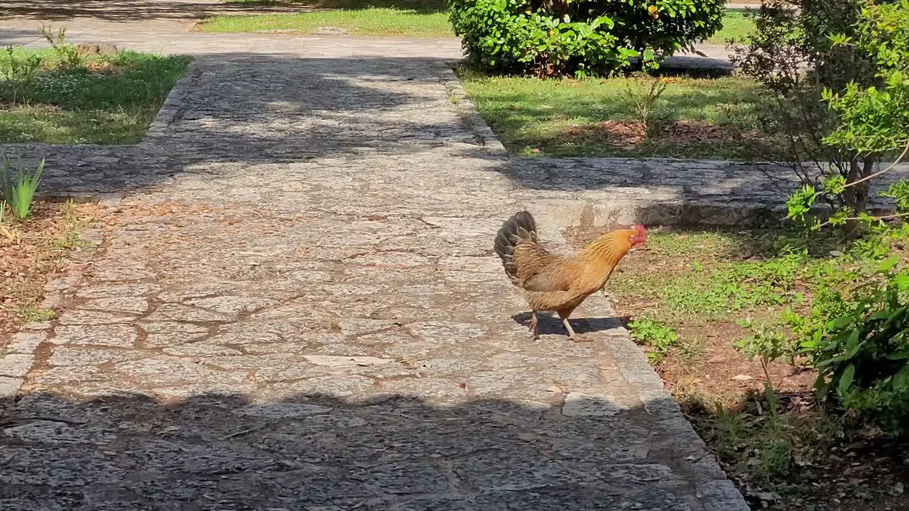 hen alone in a garden