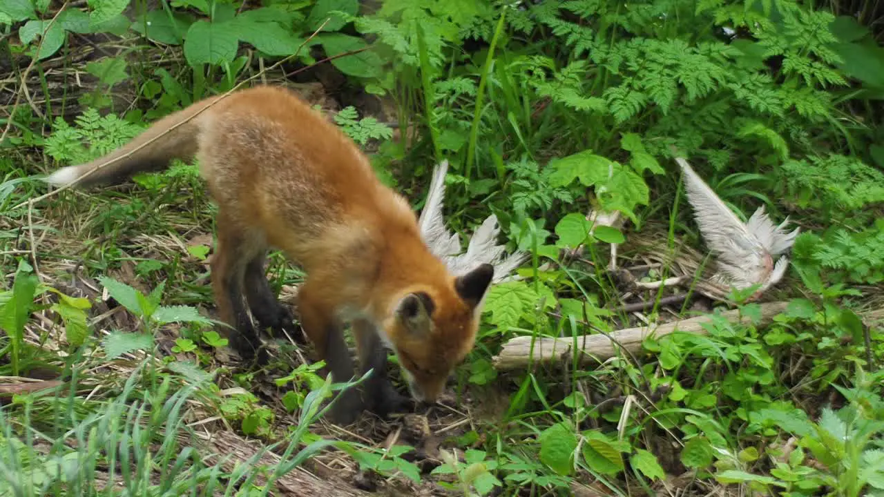 Cute red fox cub stands in the grass and looks at the camera