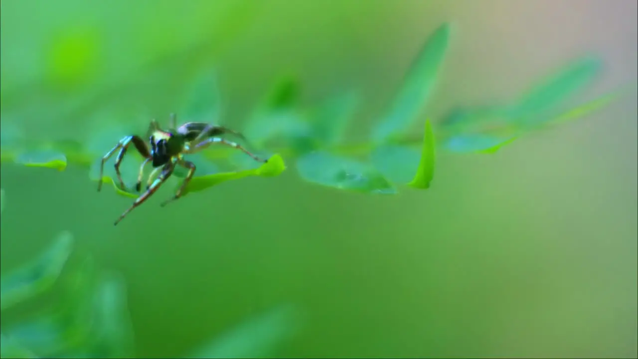 Spider cross-shaped in summer forest