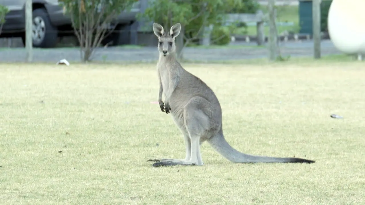 Australian kangaroo's grazing in a township park land