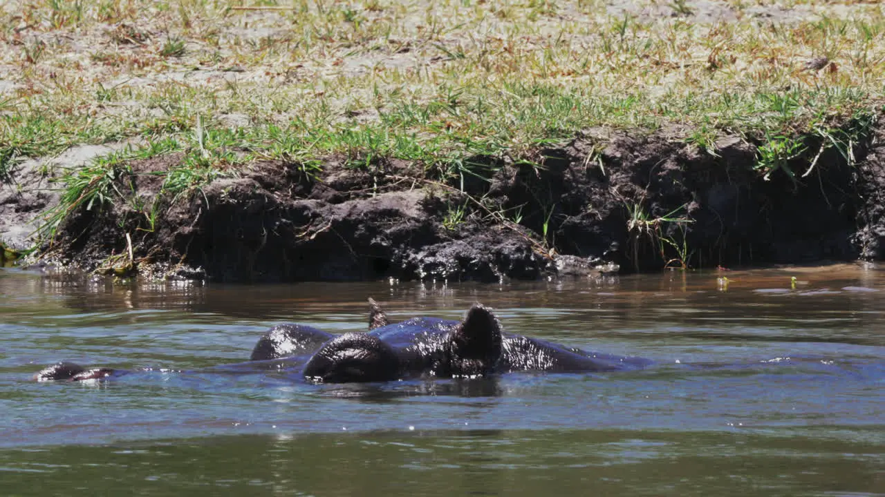 Hippopotamus Submerging Itself In The Cold Lake Water At The Game Reserve In Botswana On A Sunny Day Closeup Shot