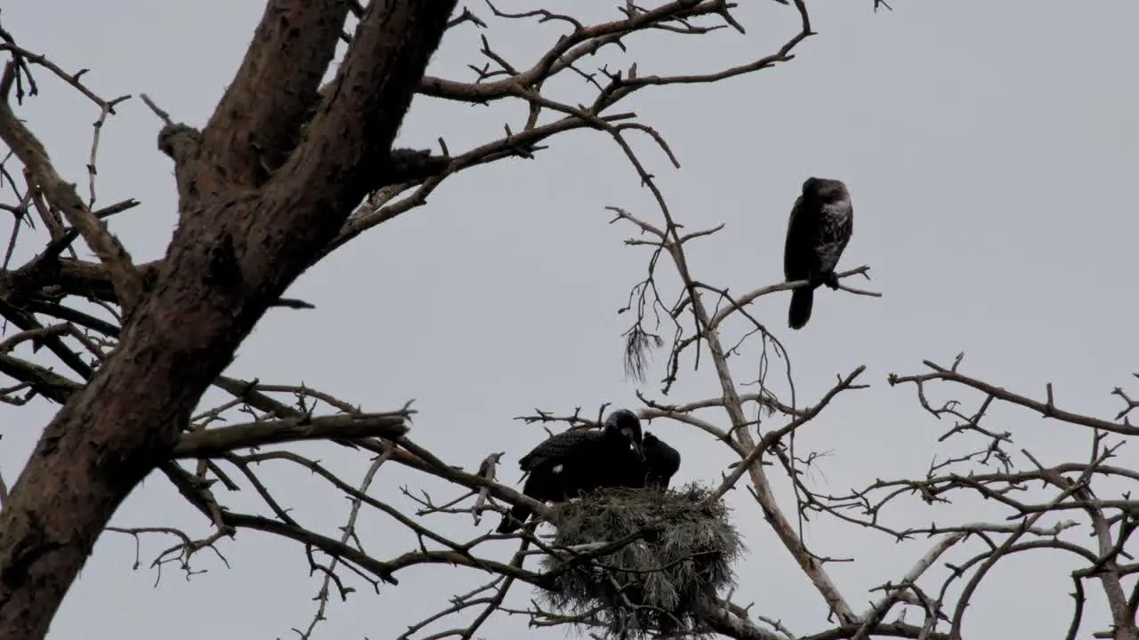 Family of black cormorant birds on their nest in its natural habitat in Poland