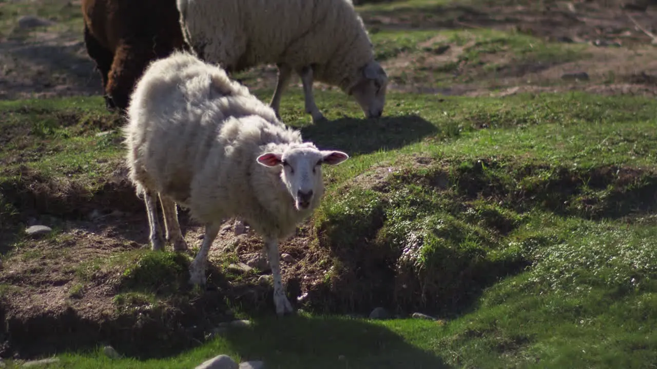 Sheep Feeding On The Green Meadow At The Countryside